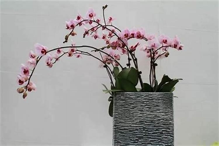 种什么花风水最旺财运最好