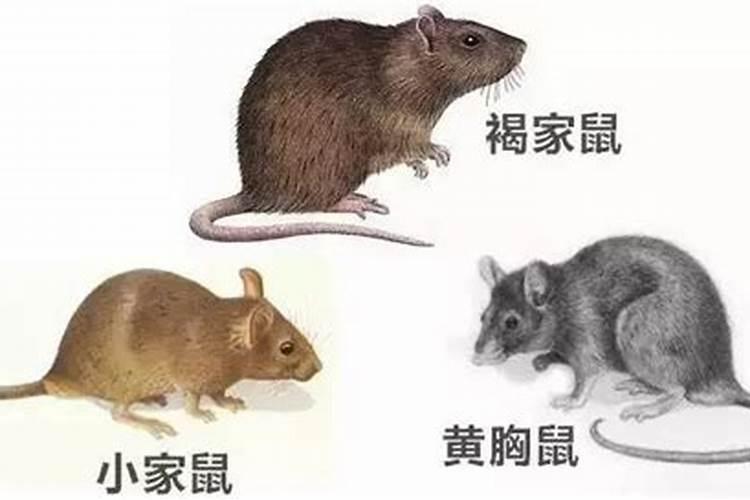 同属相的人不过百天结婚可以吗,生肖不合的人真的不可以结婚吗？
