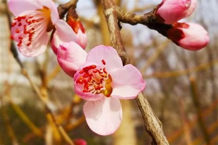 壮族的传统节日三月三的由来是什么？
