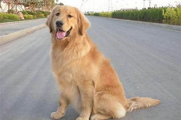 梦见有条凶猛的狗咆哮着向你扑上来是什么预兆？