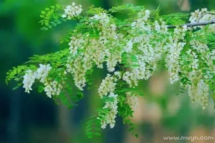 梦见摘槐花好不好 梦见摘槐花预示什么