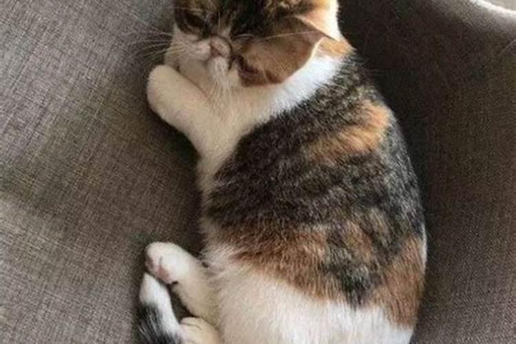 猫跟着我回家,什么征兆？