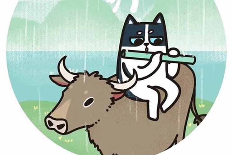 收养了一只小猫猫,想问下注意点