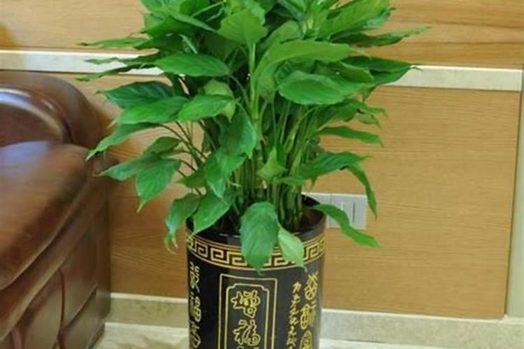 家里养什么花草最旺事业
