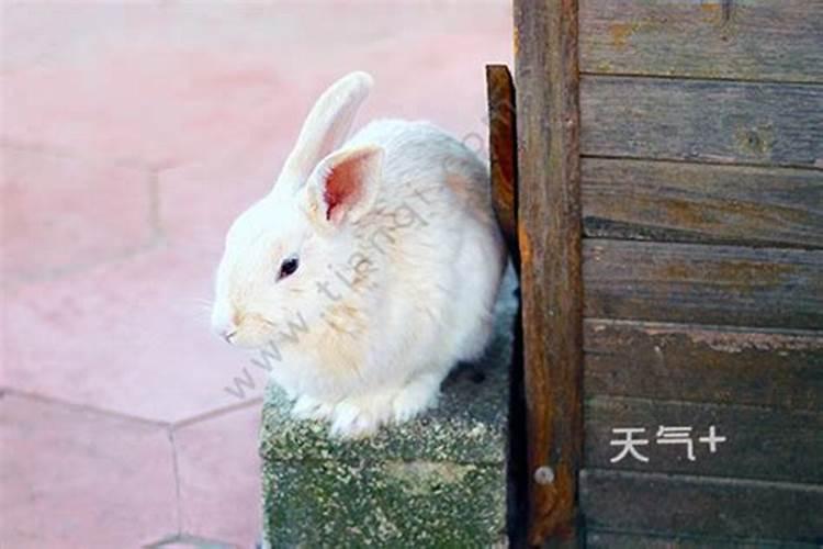 为什么养兔子会破坏风水呢？