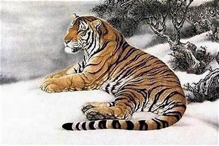 属虎2025年事业健康运势