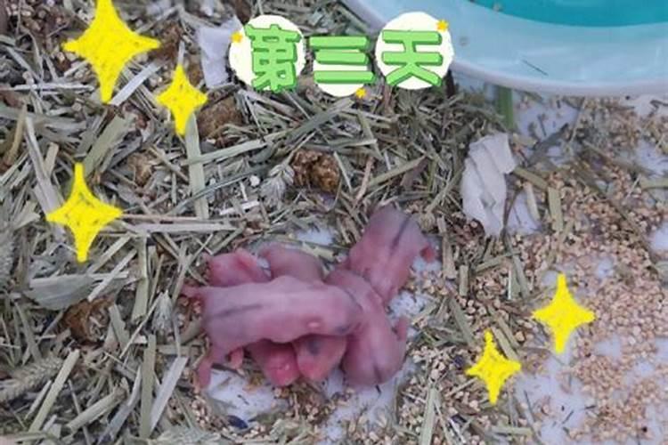 女人梦见仓鼠什么征兆