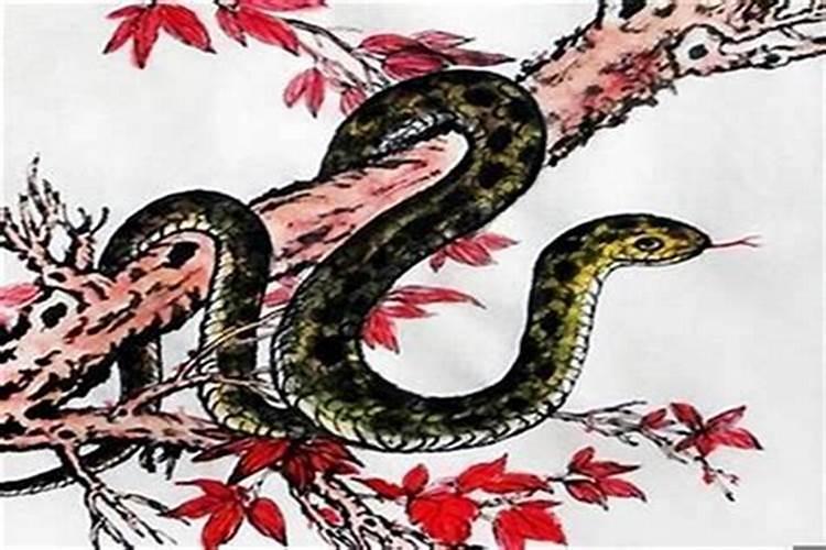 女生 属蛇 双子座 A型血 的性格？？
