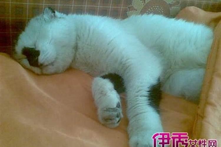 女人梦见一群猫是什么预兆周公解梦