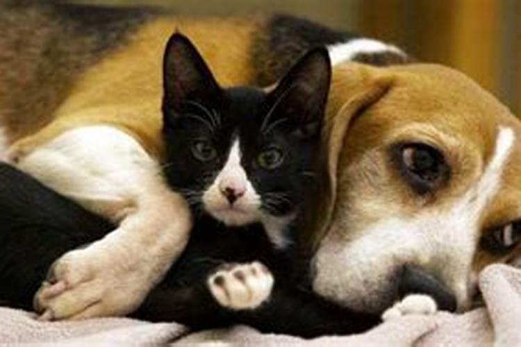 梦见狗跟猫是什么征兆 梦见狗跟猫是什么意思