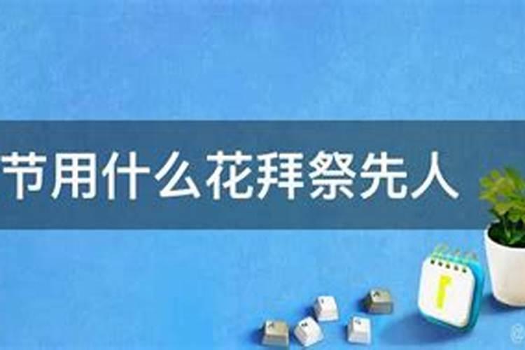 清明祭拜祖先用哪些花最好