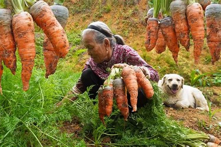 2025属鸡人全年运势如何 属鸡2025年运势及运程
