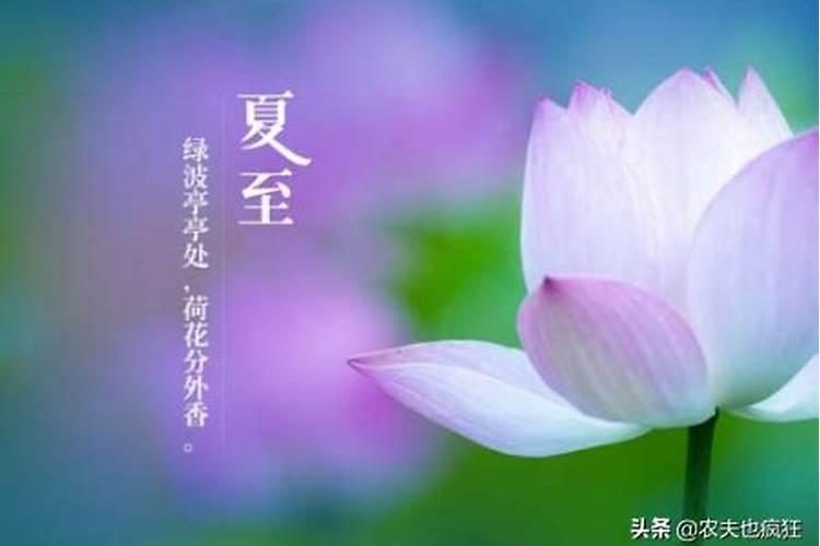 夏至三更属头伏啥意思 夏至三更属头伏指什么