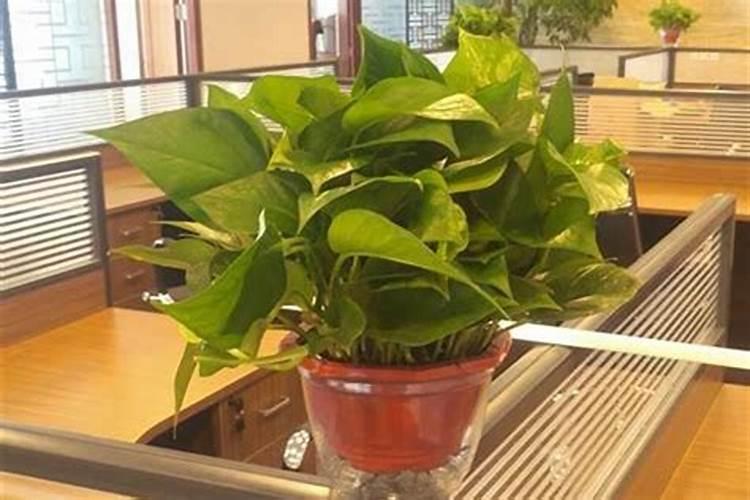 办公室摆放什么植物会旺风水