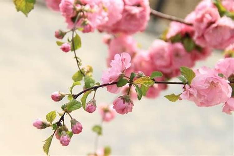 龙年如何催旺男女正桃花？