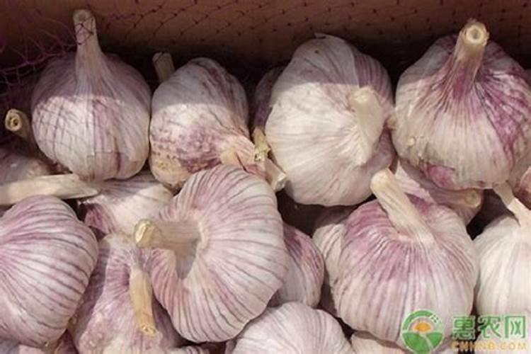 湖南地区适合春季露天家庭种植病虫害比较少的的蔬菜？