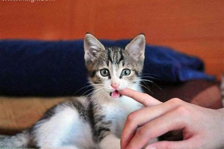 梦见猫咬脖子的预兆