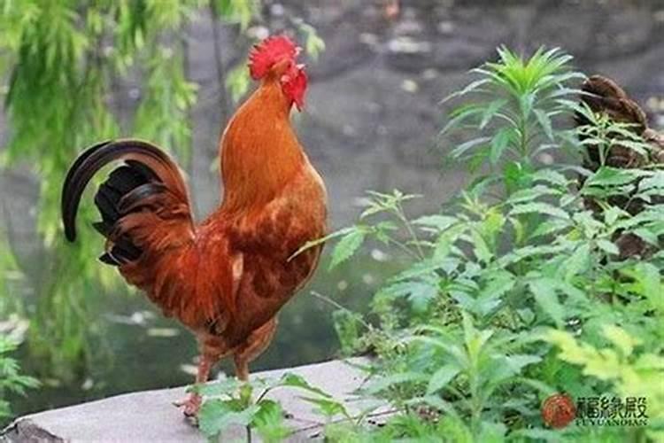 猪和鸡婚姻相配吗