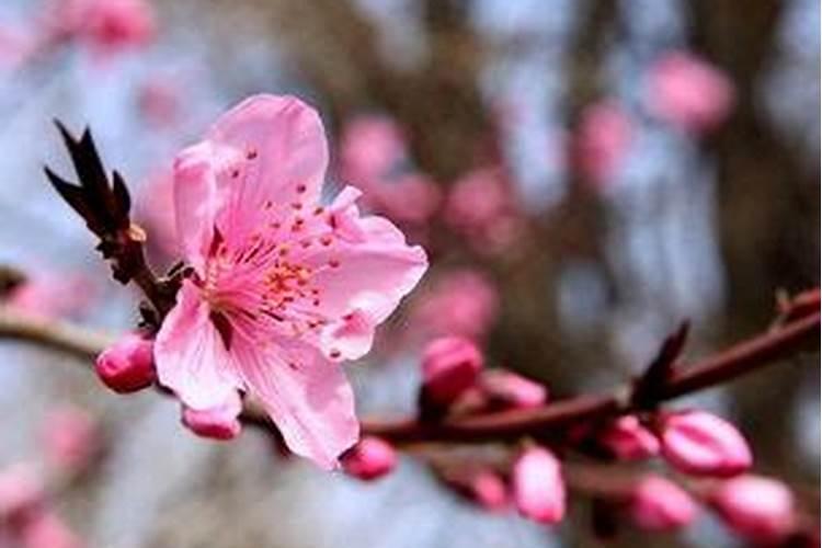 祝别人桃花旺旺什么意思