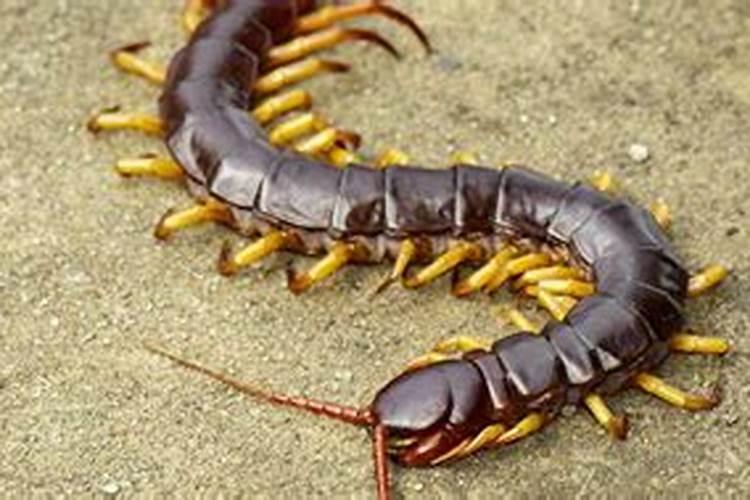 重阳节登高是要前一天还是当日 重阳节前一天登高还是当天