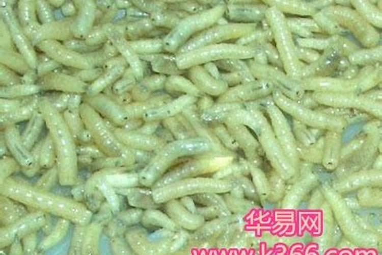 做梦梦到蛆是什么意思