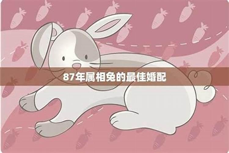 1982年狗2025年感情运势