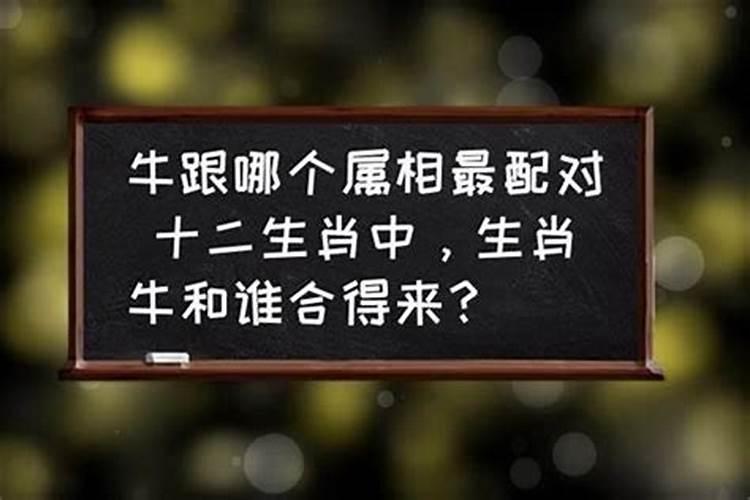 牛的最佳配偶是什么属相