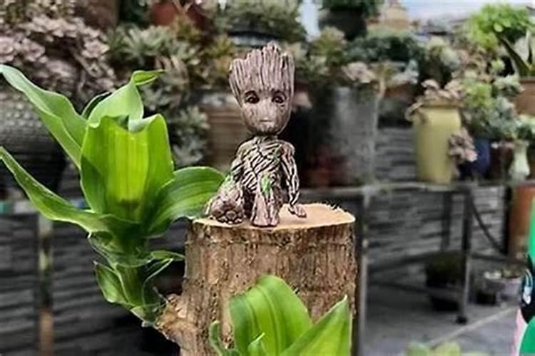 巴西木上面那个小人会长大吗？