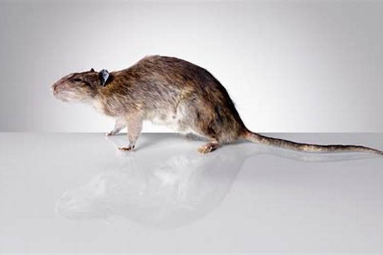 周公解梦男人梦见很多猫 男人梦见很多猫什么征兆