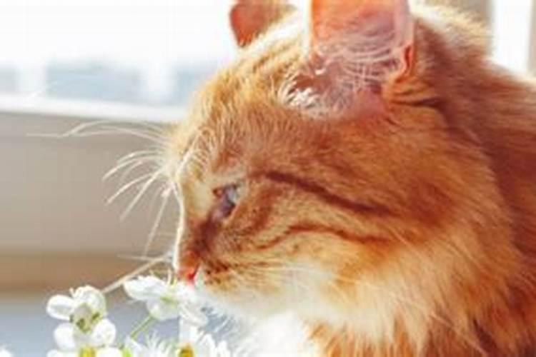 梦见猫是什么意思周公解梦