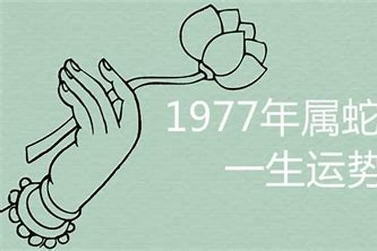 1977蛇女的后半生运势如何一生命运详解