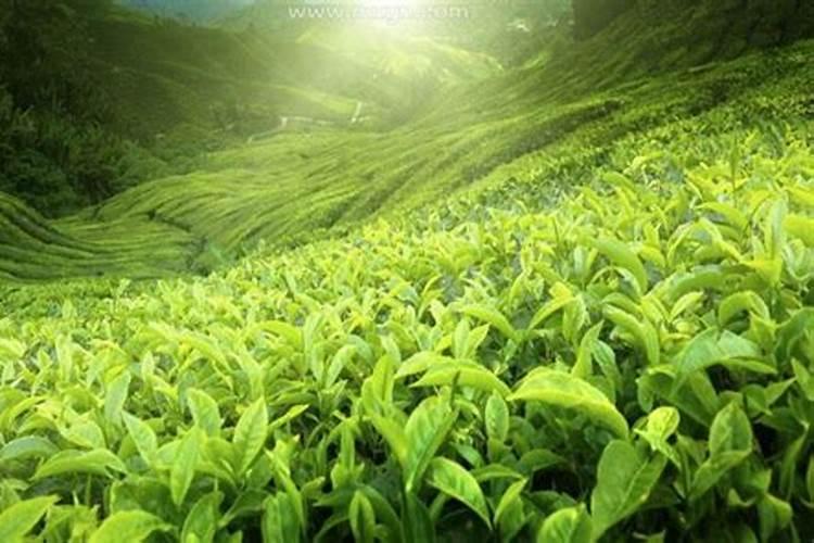 梦见太阳月亮并排的预兆