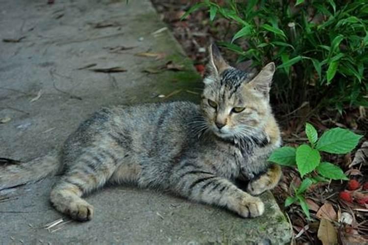 流浪猫进家门风水