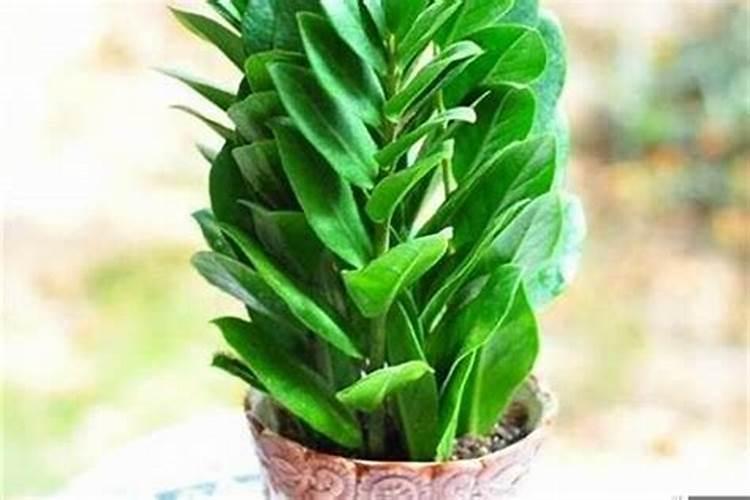 12生肖养什么植物最旺自己的财运