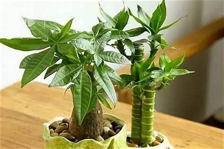 十二种生肖摆什么植物最旺