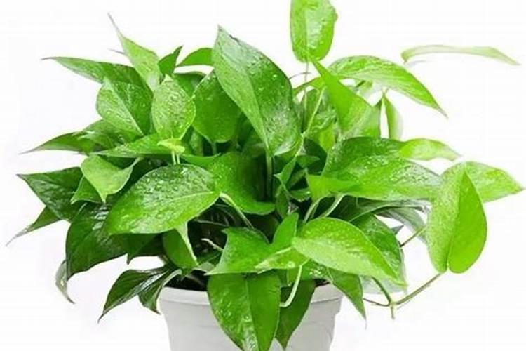 属相什么植物最旺财运最好