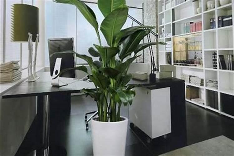 我想了解室内风水旺财植物都有哪些？在办公室放哪些植物最招财呢？
