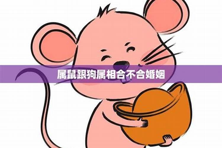 属狗和属鼠的合不合