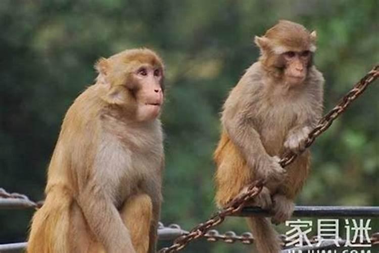 哪些食品适合肺心病老人