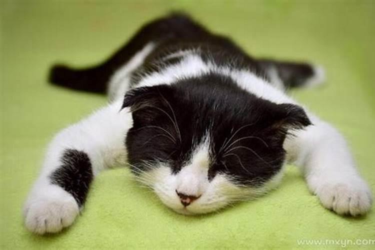 梦见黑色死猫的预兆