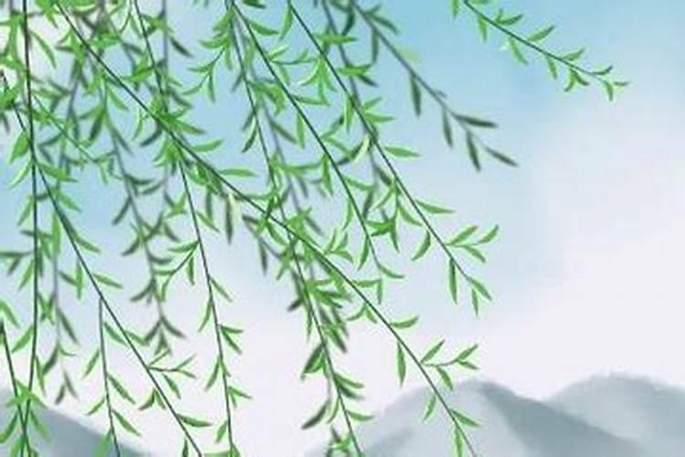 清明节为啥插柳条