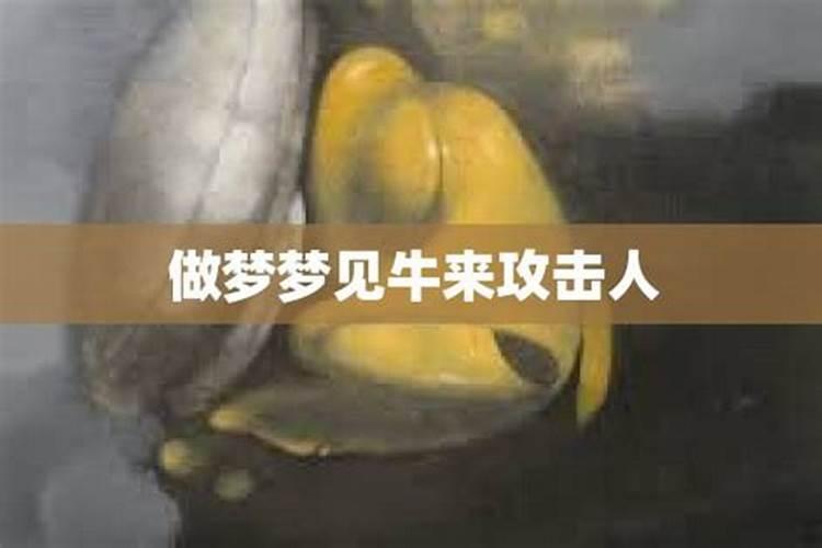 梦见牛发疯攻击人怎么回事