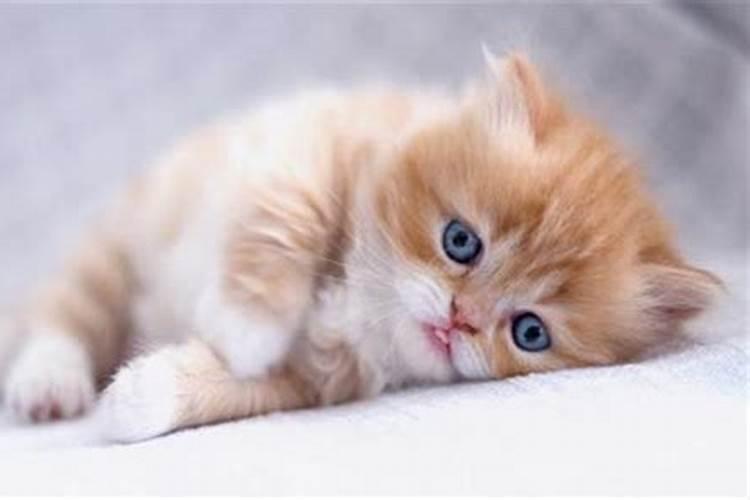 什么属相的人不可以养猫？