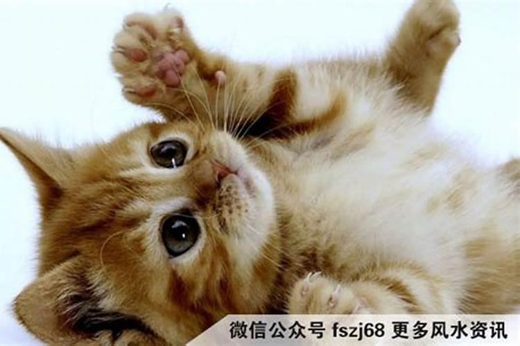 不宜养猫的4个属相