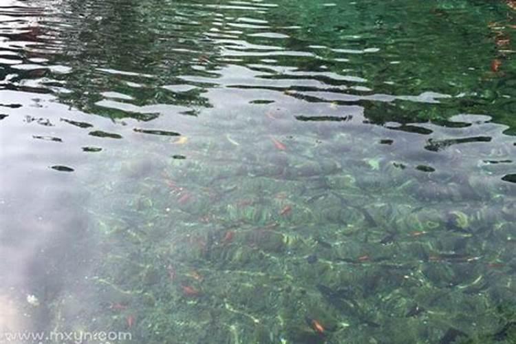 梦见水里有好多死人的预兆