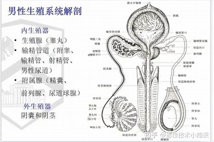 梦见梦看到一个男人生殖气超大的预兆