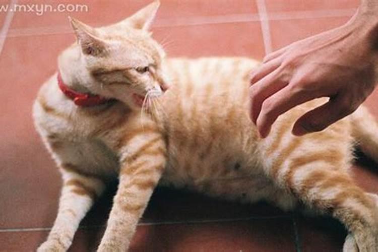 梦见被猫挠好不好,梦到被猫挠预示着什么？