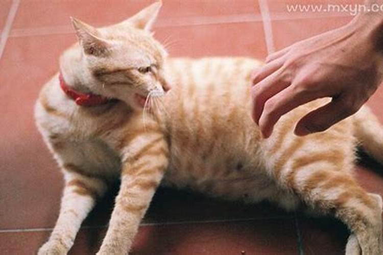 梦到被猫抓是什么兆头