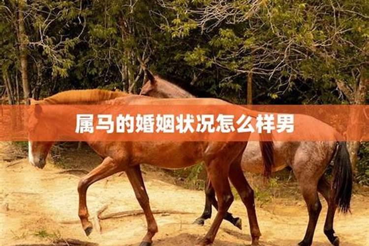 今年属马的婚姻怎么样