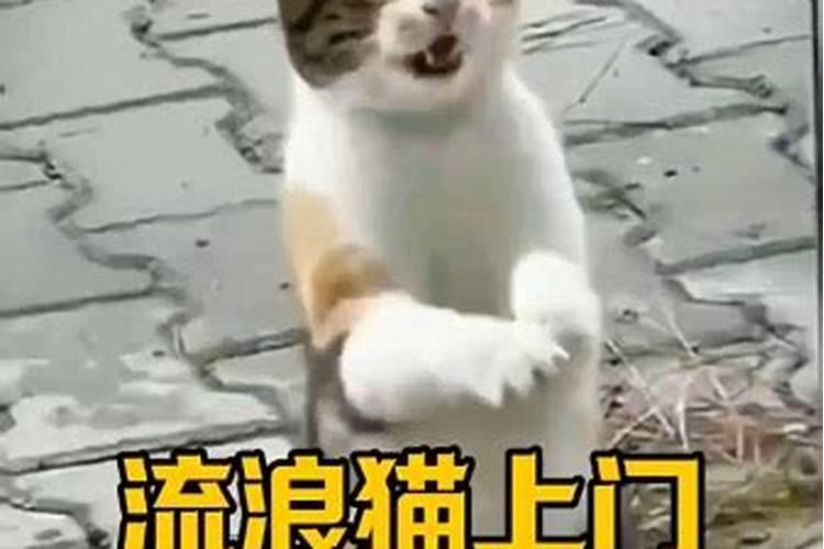 家里来流浪猫是什么兆头？